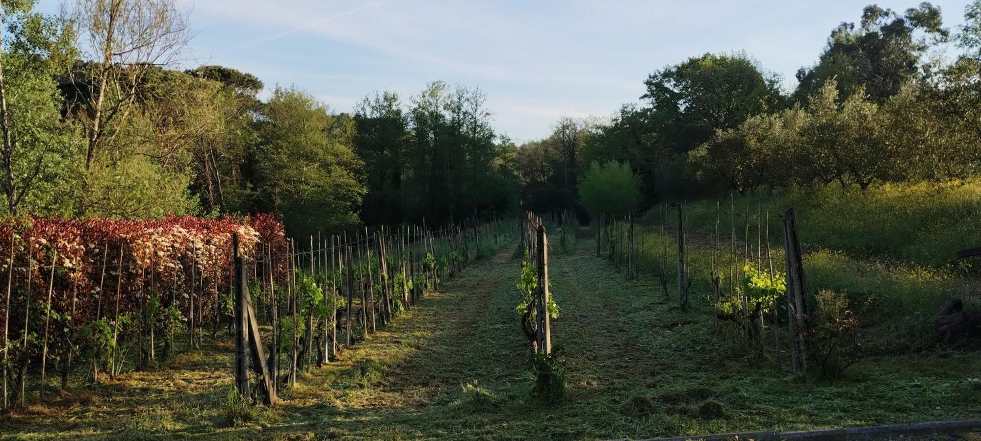 Al Sangallo Agriturismo モンテカルロ エクステリア 写真